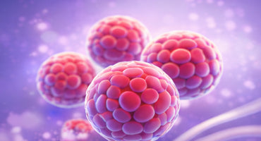 Allogeneic Cell Bank