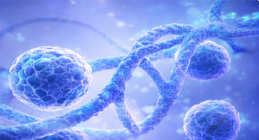 Autologous Stem Therapy
